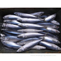 Frozen Pacific Mackerel 100-200g For Canned Food